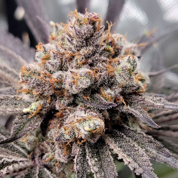 WEED STRAIN